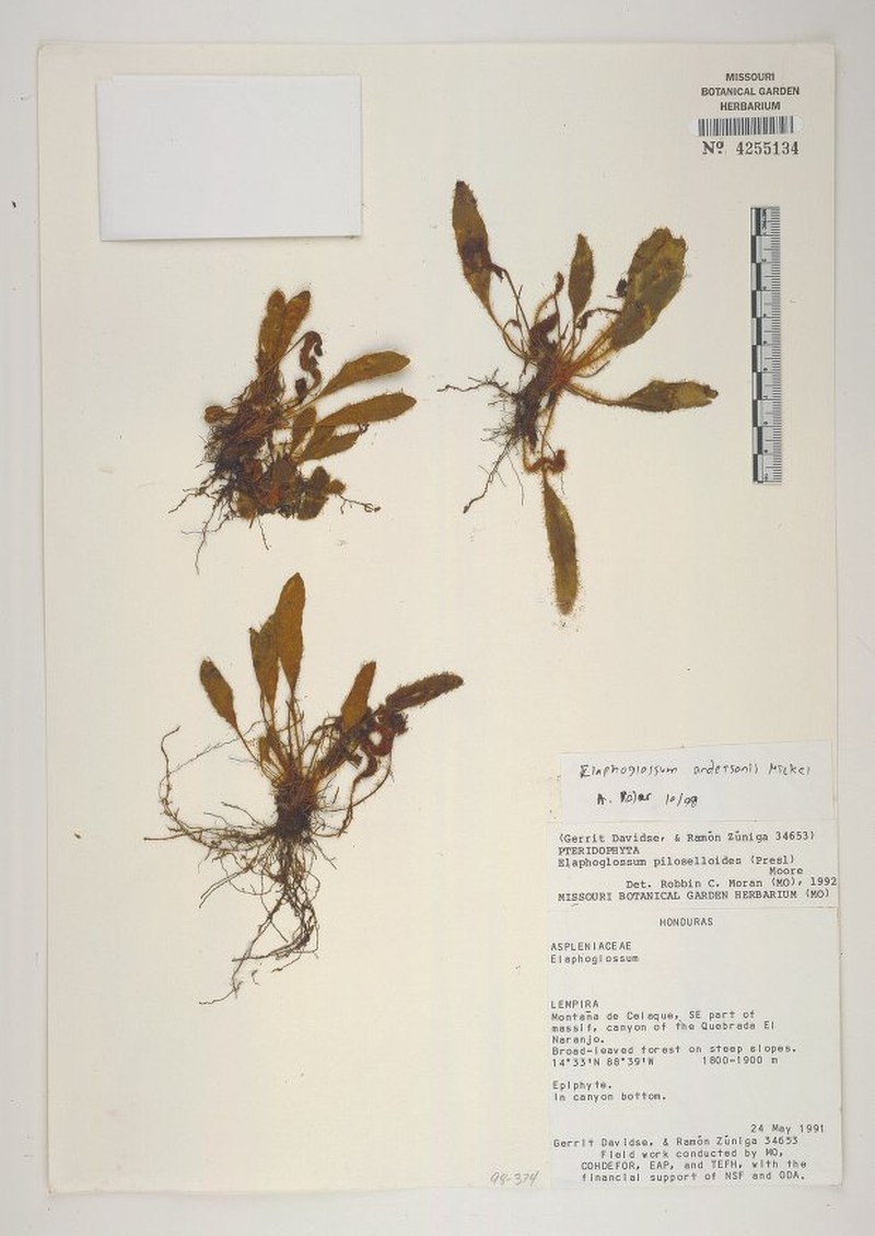 Elaphoglossum andersonii