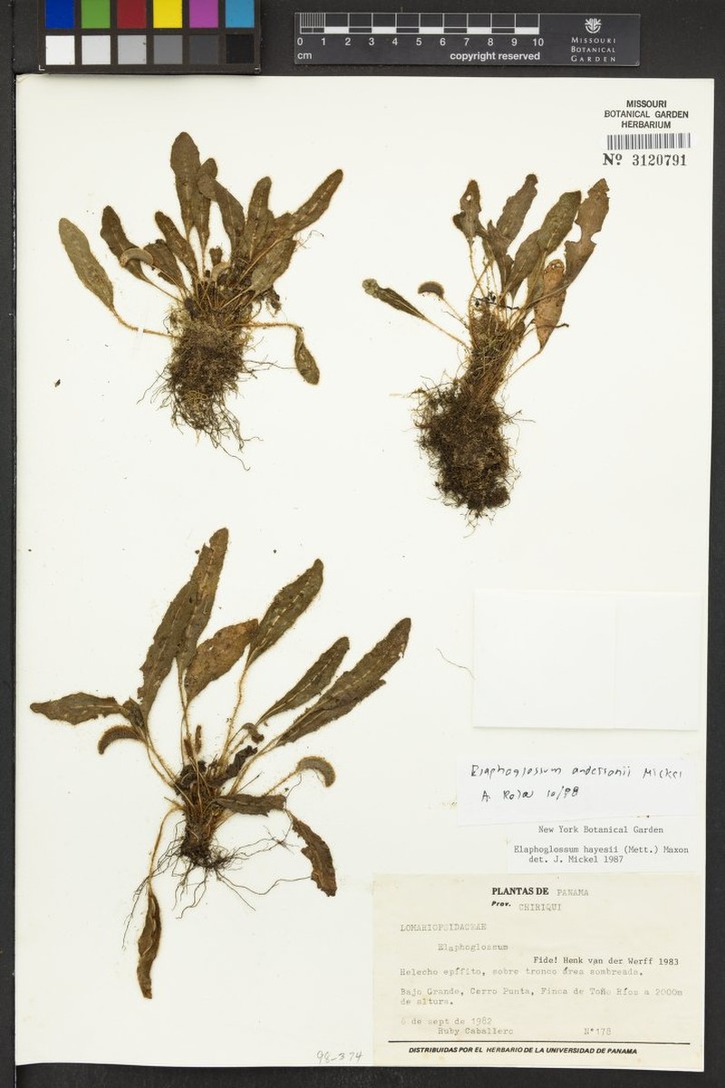 Elaphoglossum andersonii photo 2