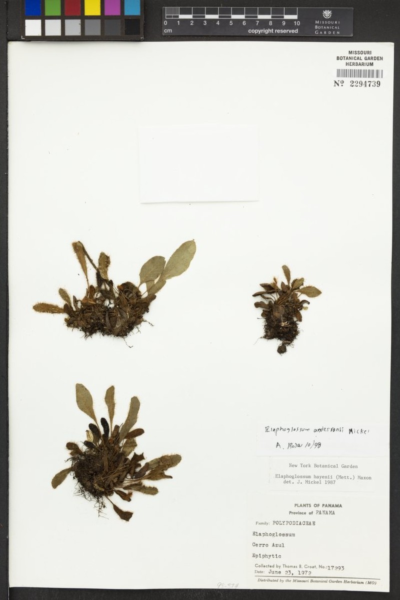 Elaphoglossum andersonii photo 3