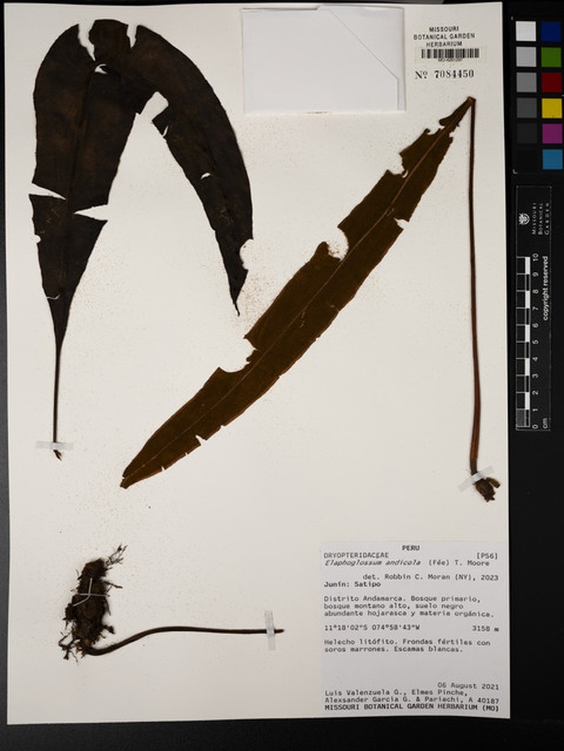 Elaphoglossum andicola