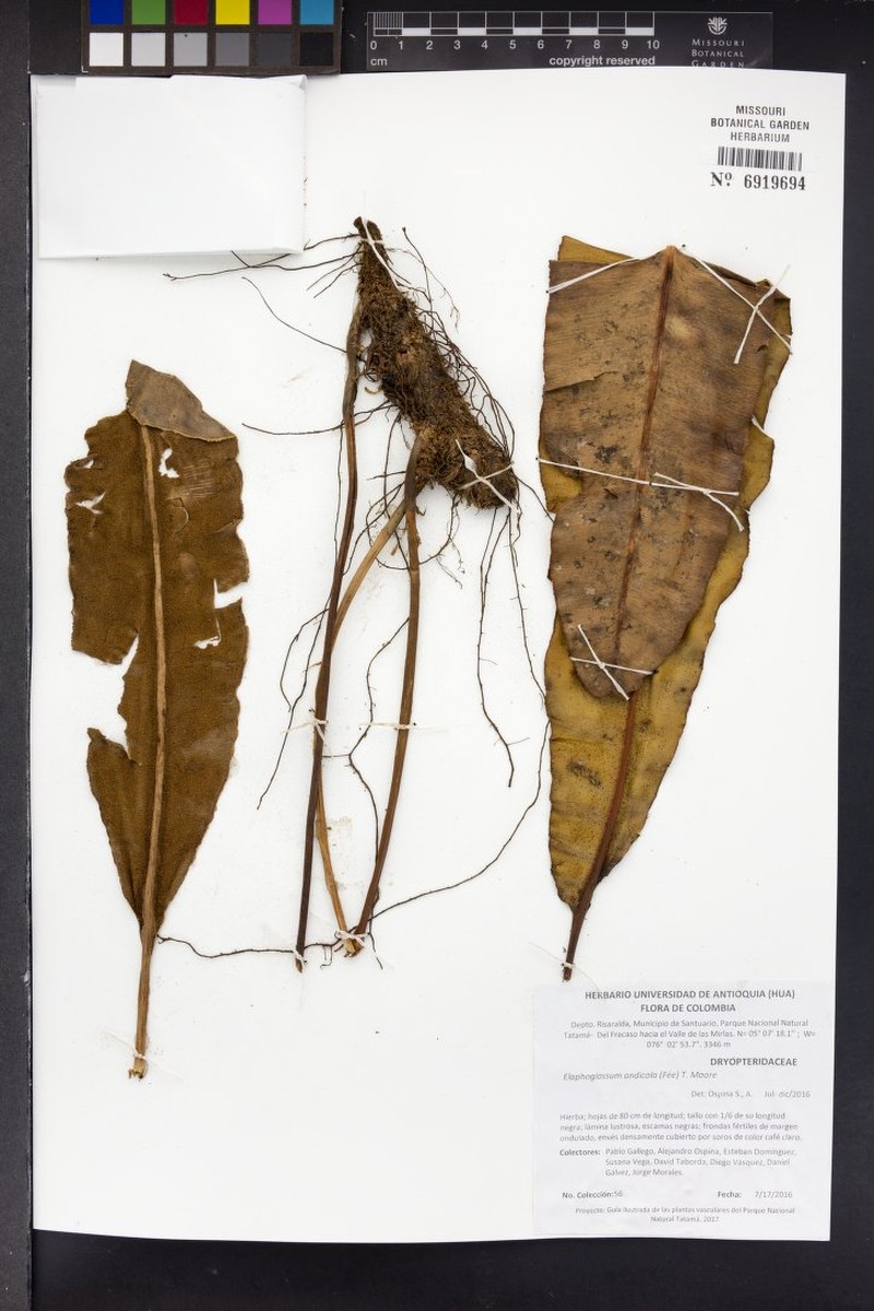 Elaphoglossum andicola photo 2