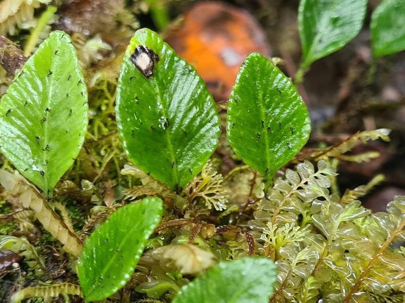 Elaphoglossum andreanum