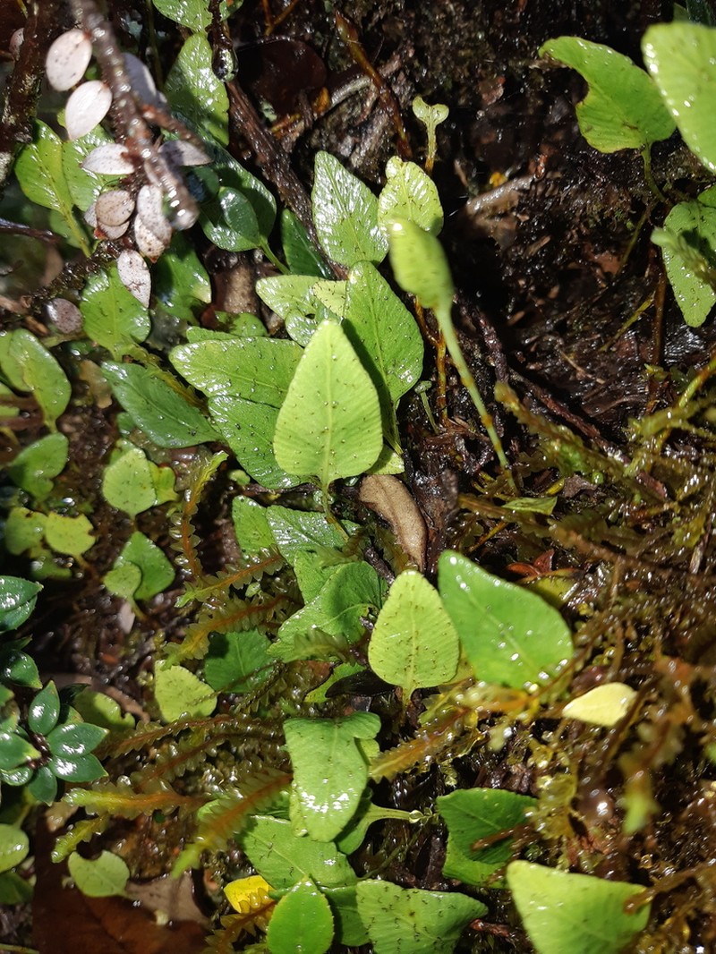 Elaphoglossum andreanum photo 2