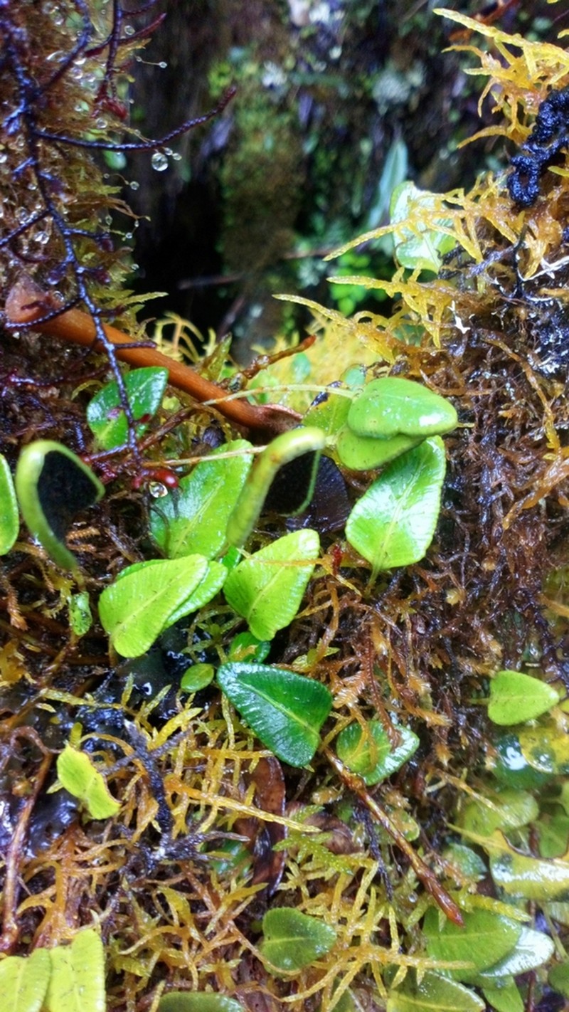 Elaphoglossum andreanum photo 3