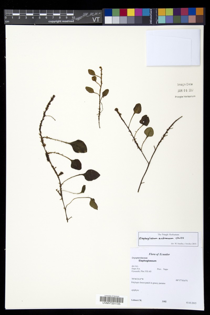 Elaphoglossum andreanum photo 6