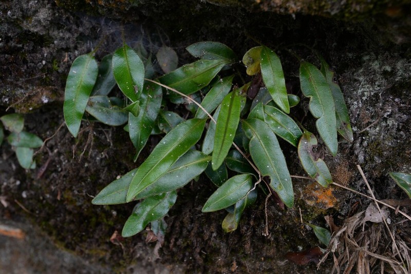 Elaphoglossum angulatum