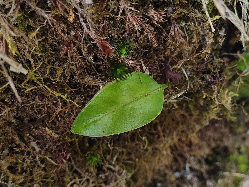 Elaphoglossum angulatum photo 2