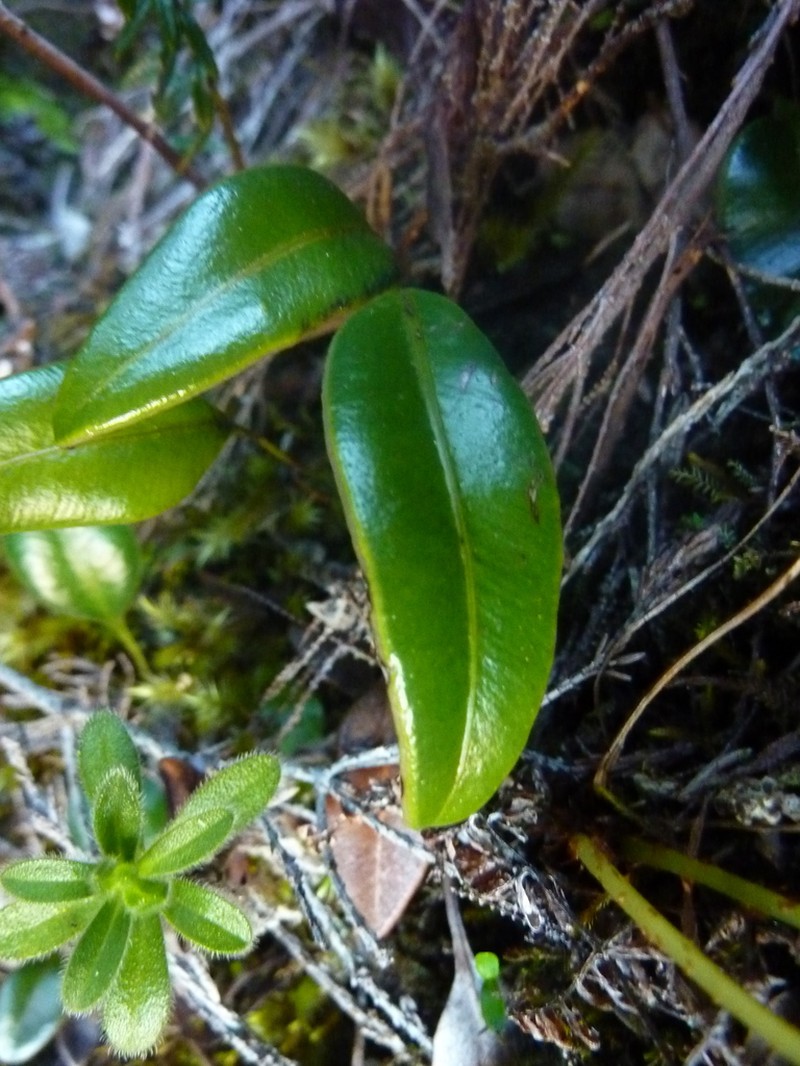 Elaphoglossum angulatum photo 3