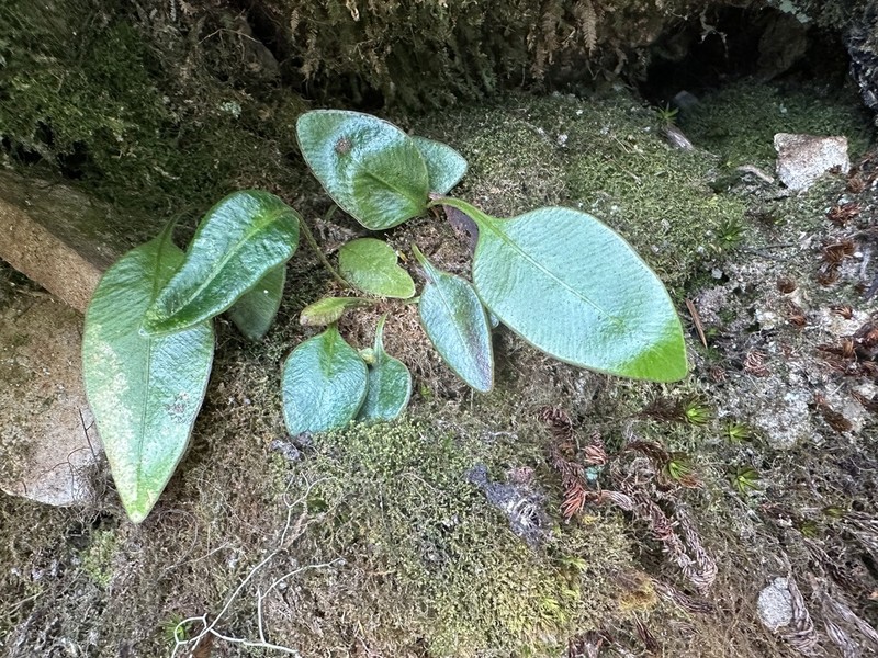 Elaphoglossum angulatum photo 5