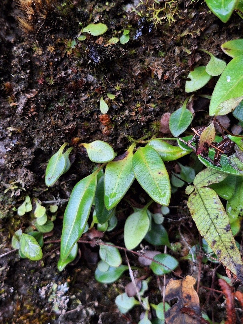 Elaphoglossum angulatum photo 6