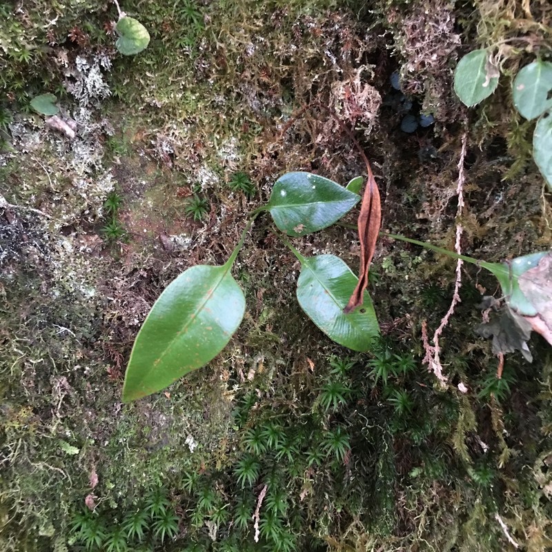 Elaphoglossum angulatum photo 7