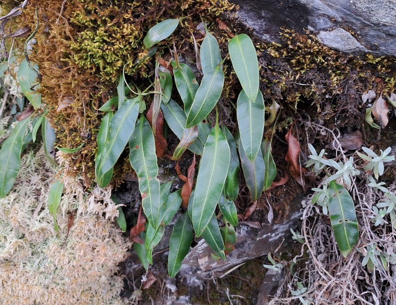 Elaphoglossum angulatum photo 8