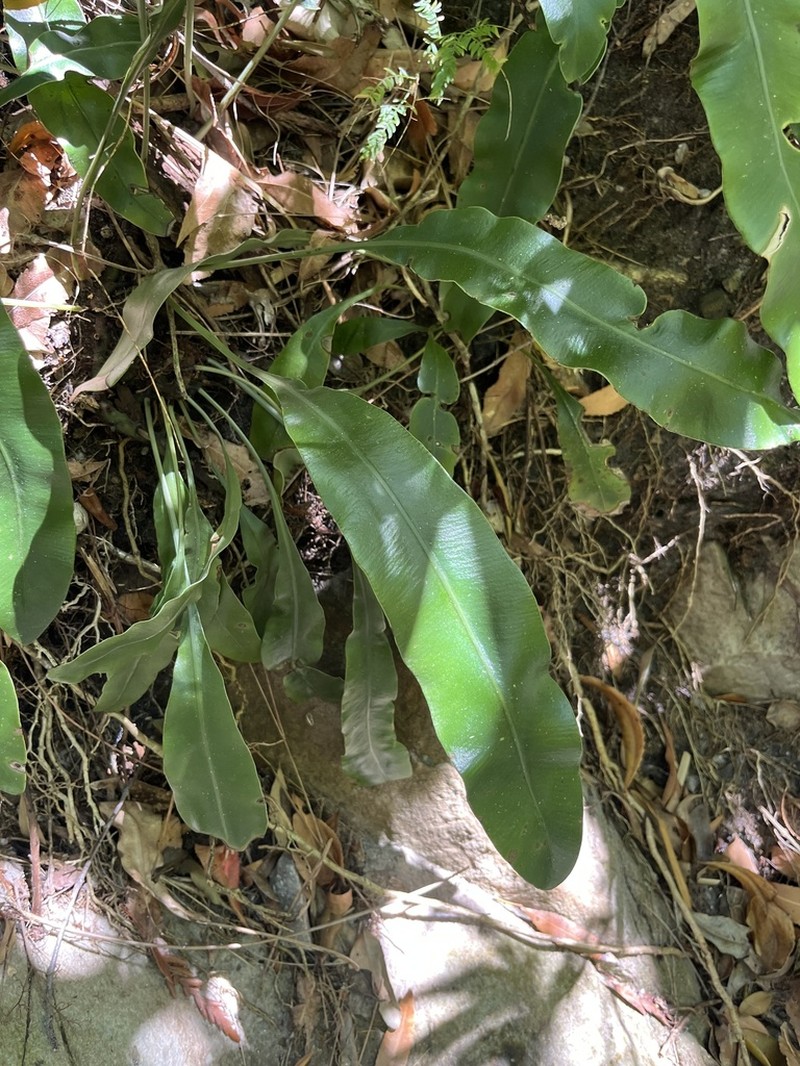 Elaphoglossum angustatum photo 2