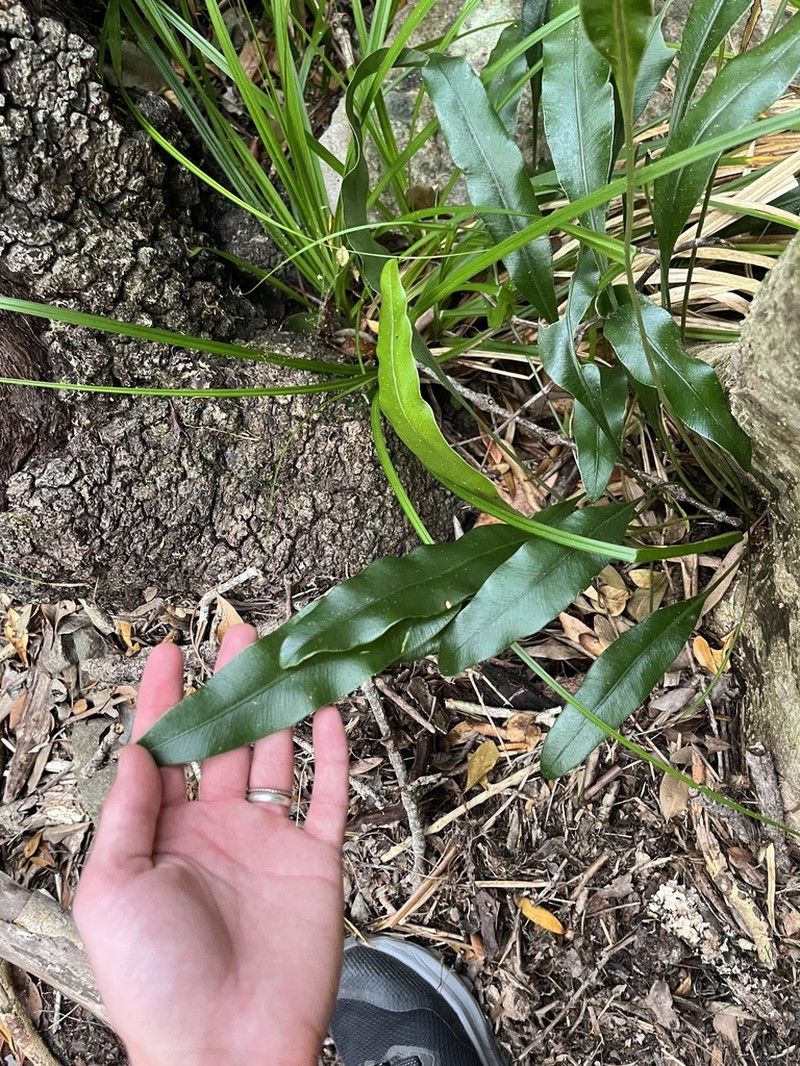 Elaphoglossum angustatum photo 3