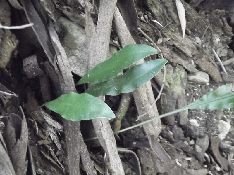 Elaphoglossum angustatum photo 4