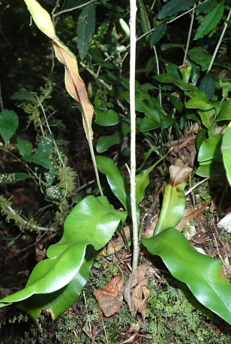 Elaphoglossum angustatum photo 5