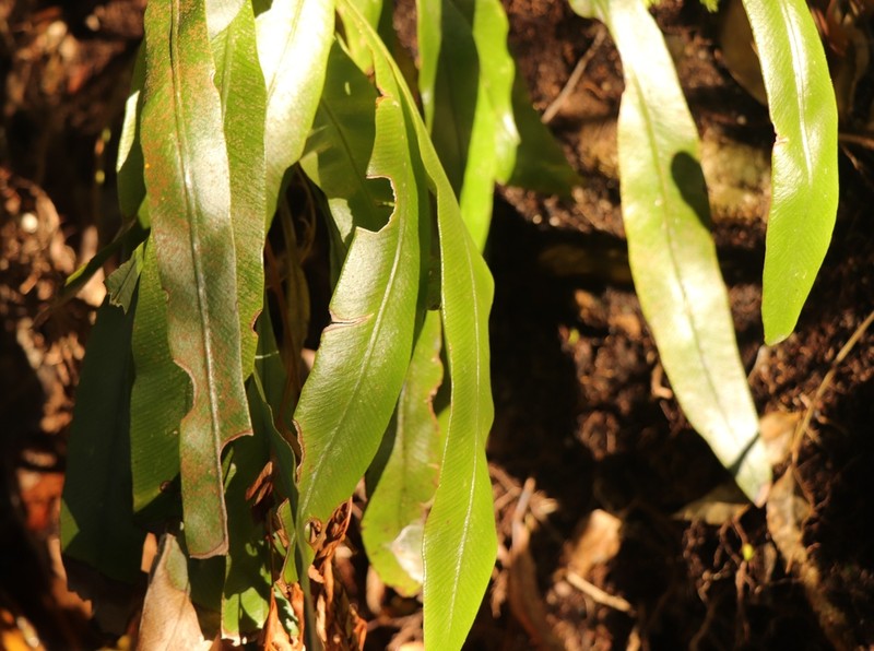 Elaphoglossum angustatum photo 6