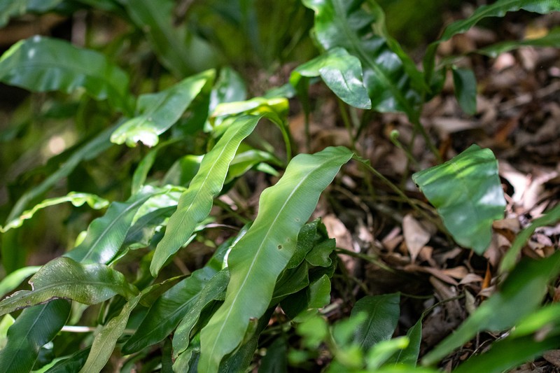 Elaphoglossum angustatum photo 7