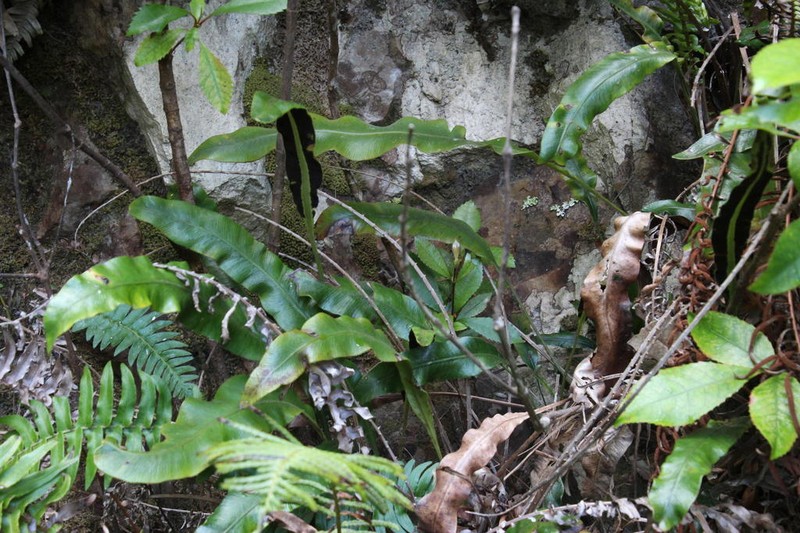 Elaphoglossum angustatum photo 8