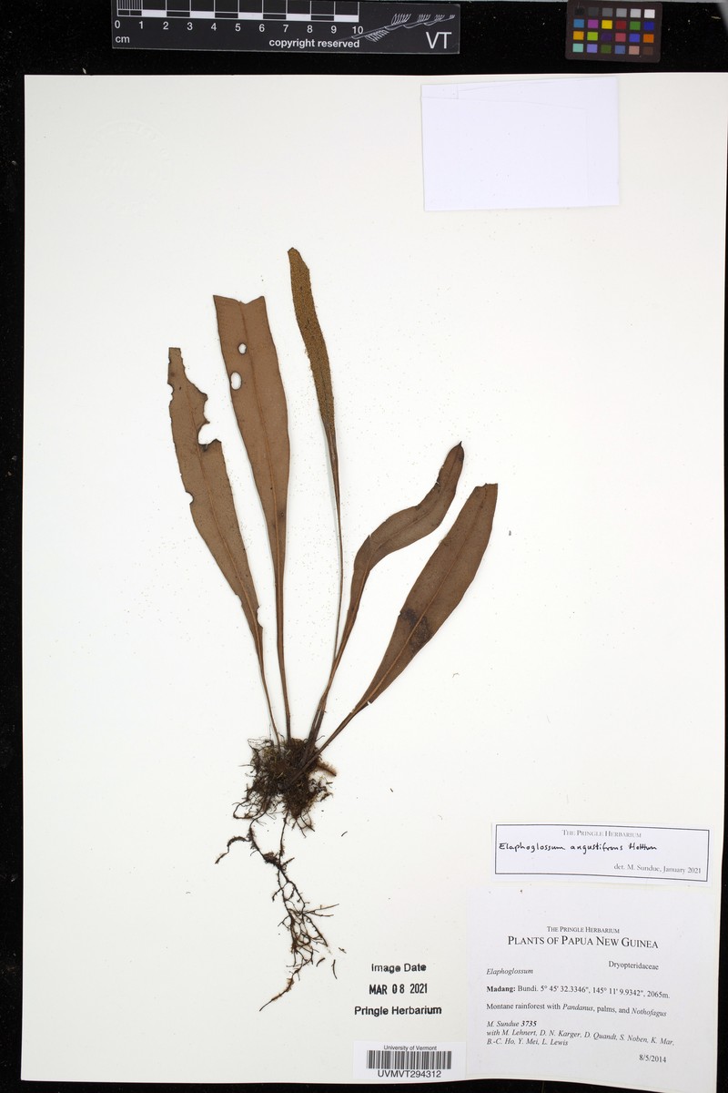 Elaphoglossum angustifrons