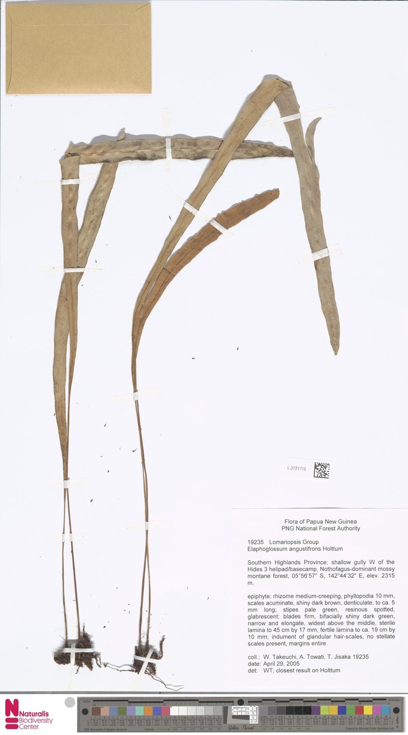 Elaphoglossum angustifrons photo 2