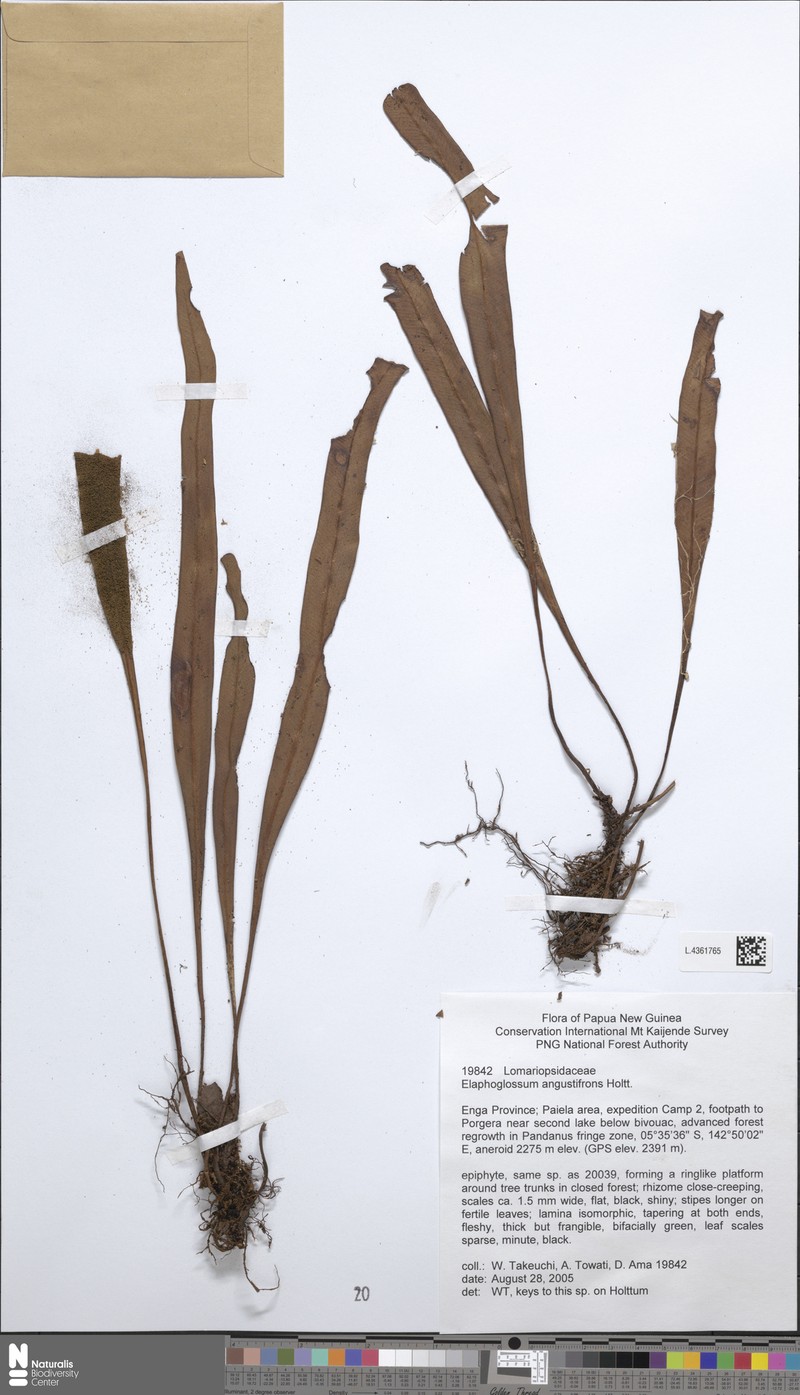 Elaphoglossum angustifrons photo 3