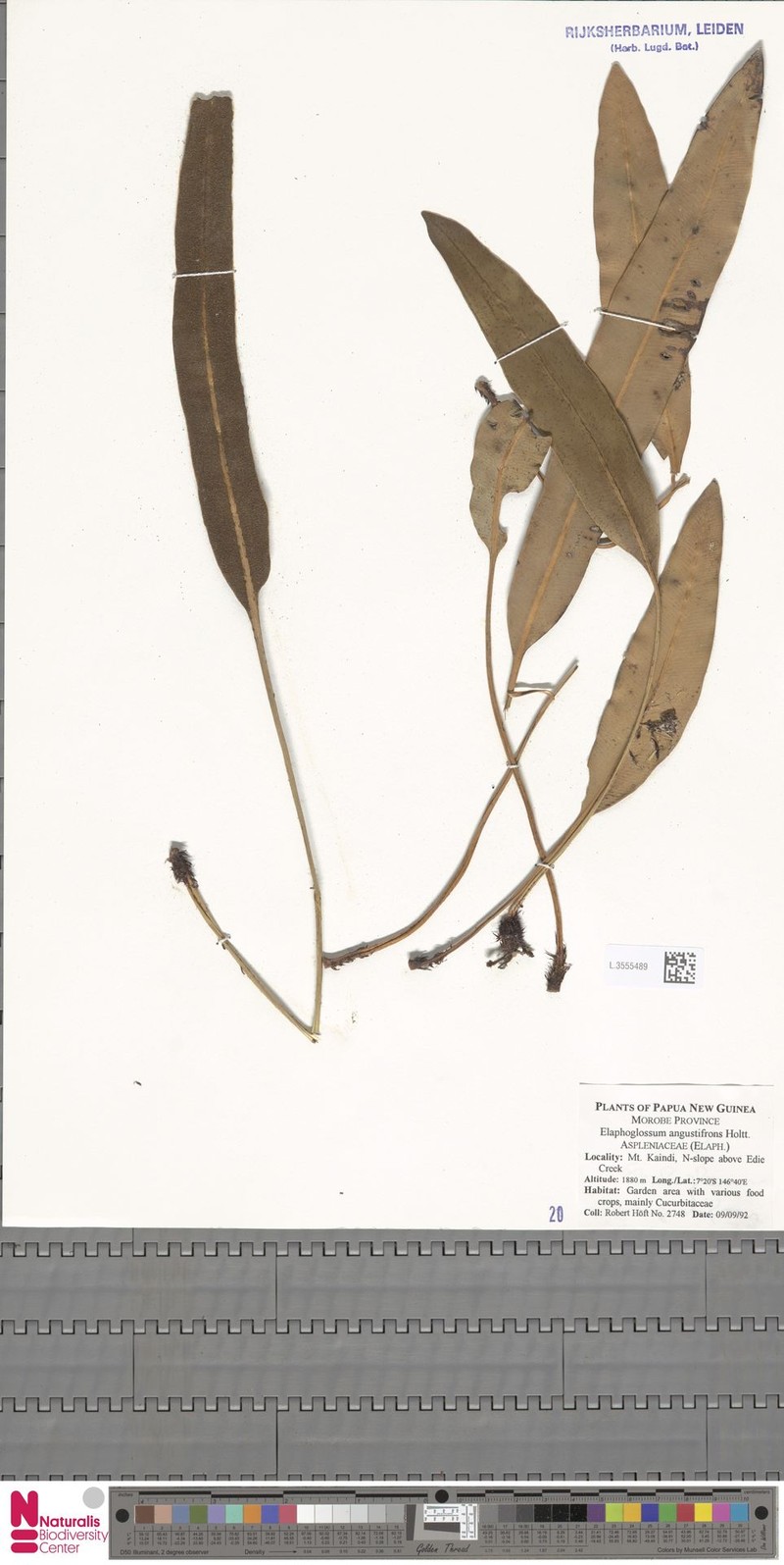 Elaphoglossum angustifrons photo 4