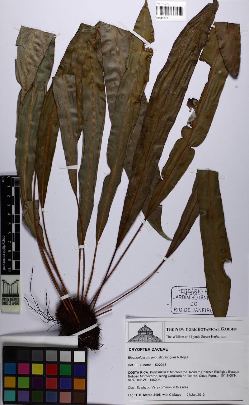 Elaphoglossum angustioblongum