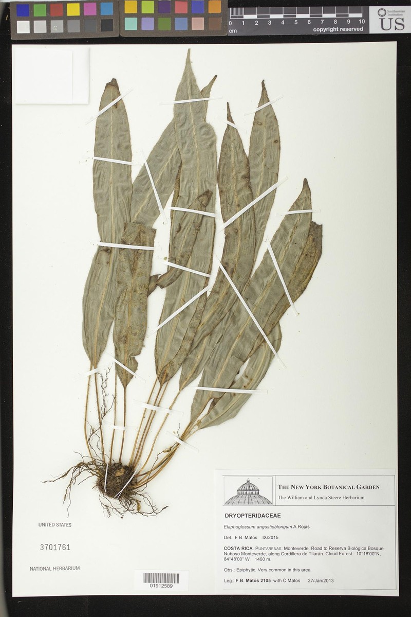 Elaphoglossum angustioblongum photo 2
