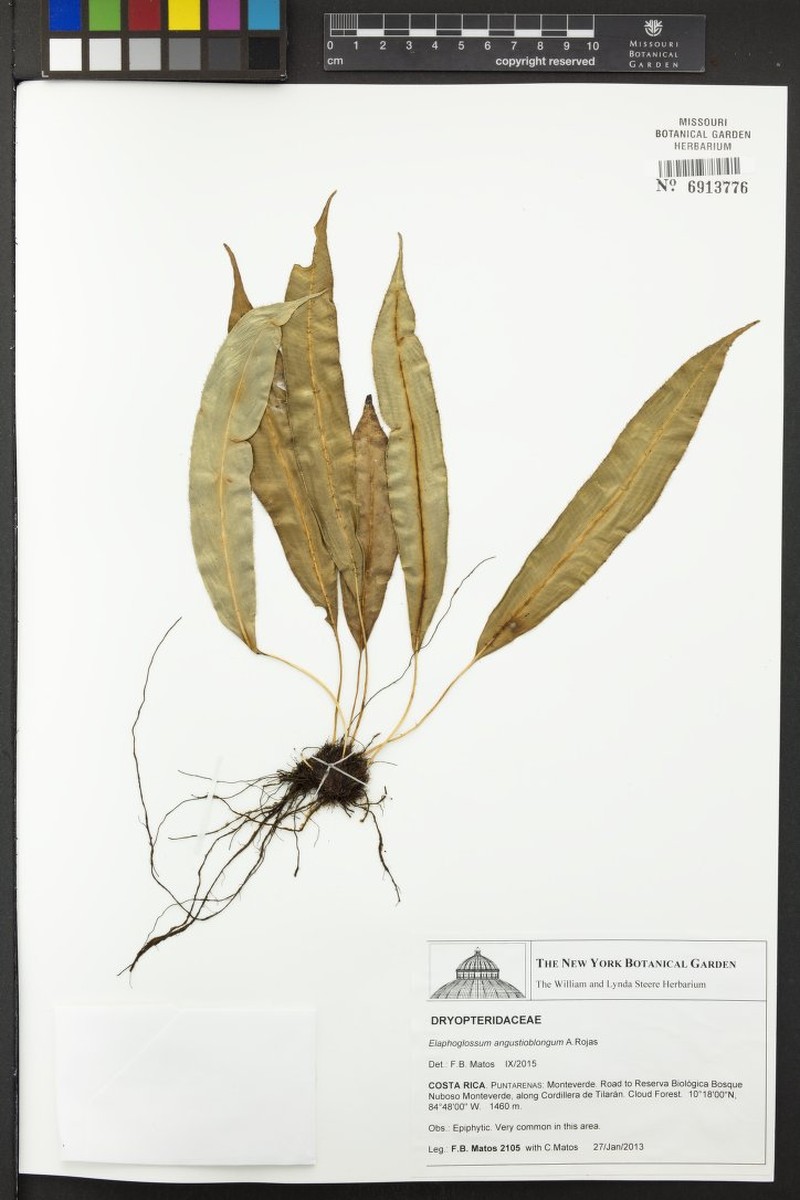 Elaphoglossum angustioblongum photo 3