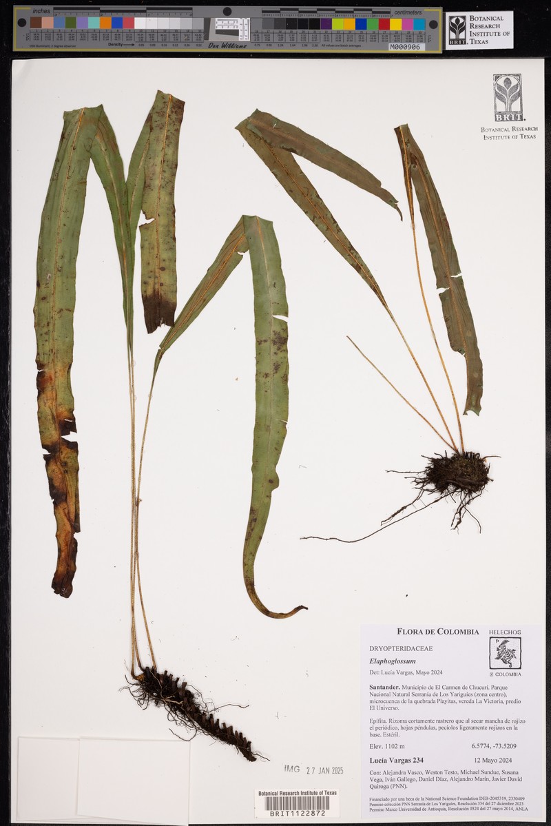 Elaphoglossum angustius photo 2