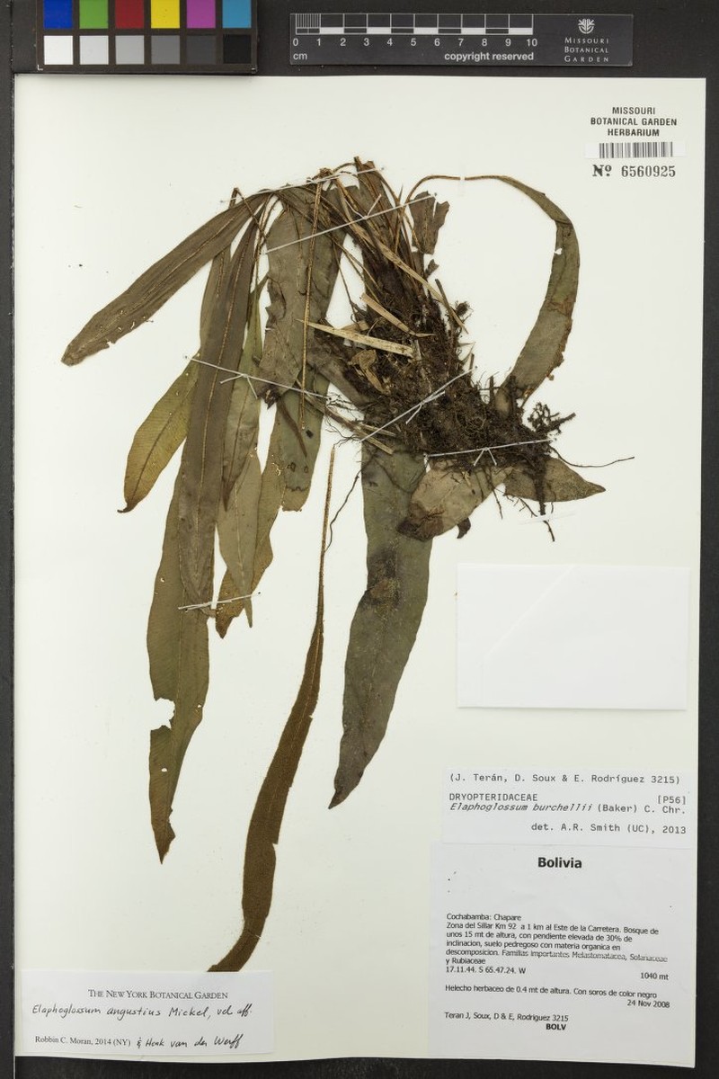 Elaphoglossum angustius photo 3
