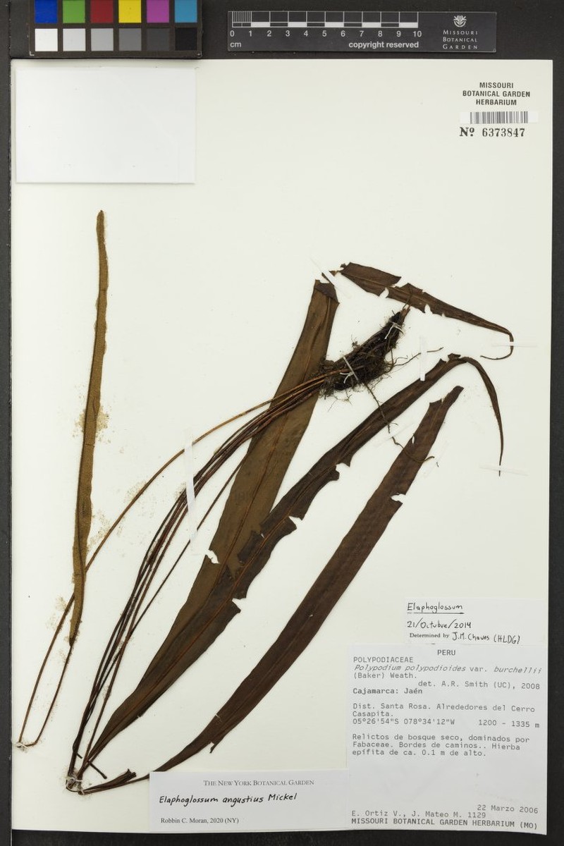 Elaphoglossum angustius photo 4