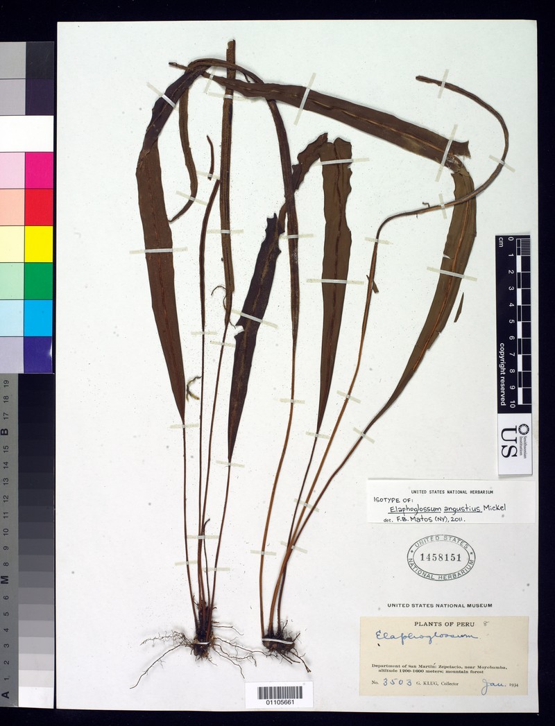 Elaphoglossum angustius