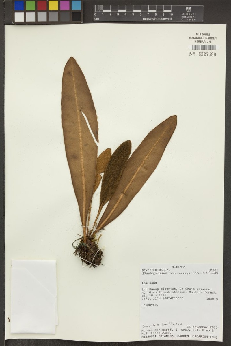 Elaphoglossum annamense