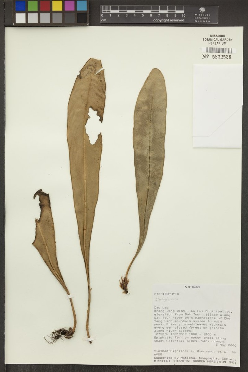 Elaphoglossum annamense photo 2