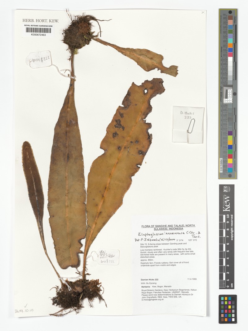 Elaphoglossum annamense photo 3