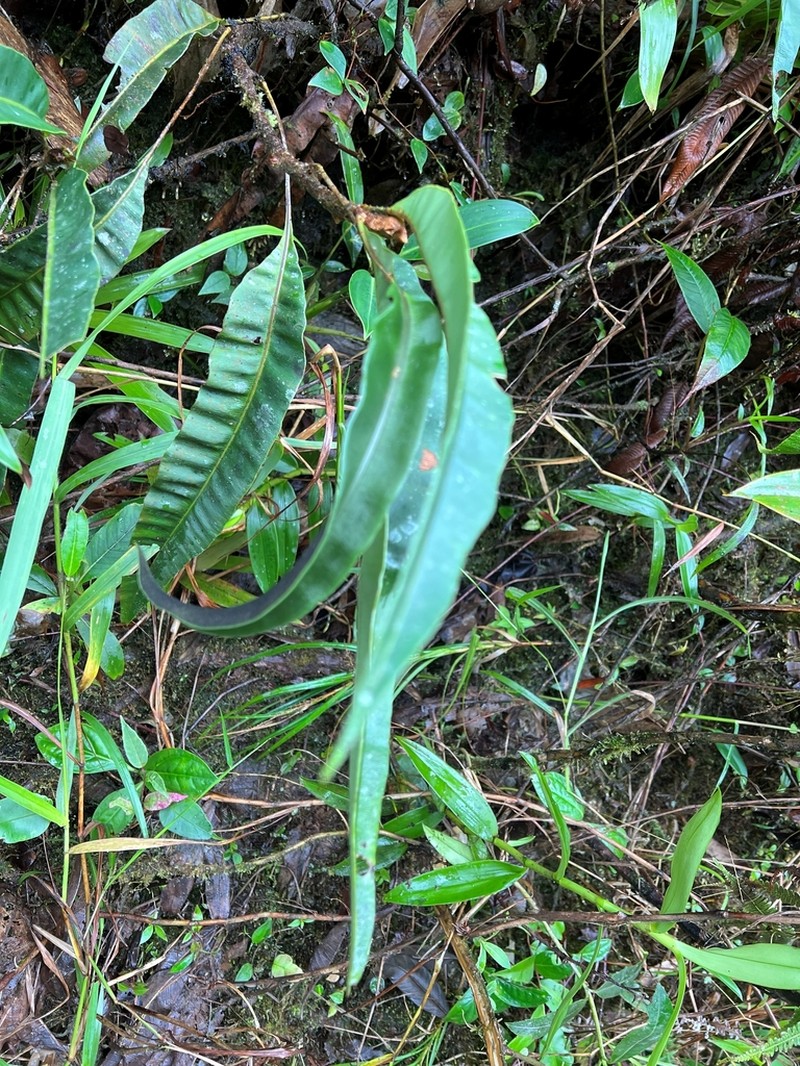 Elaphoglossum antioquianum