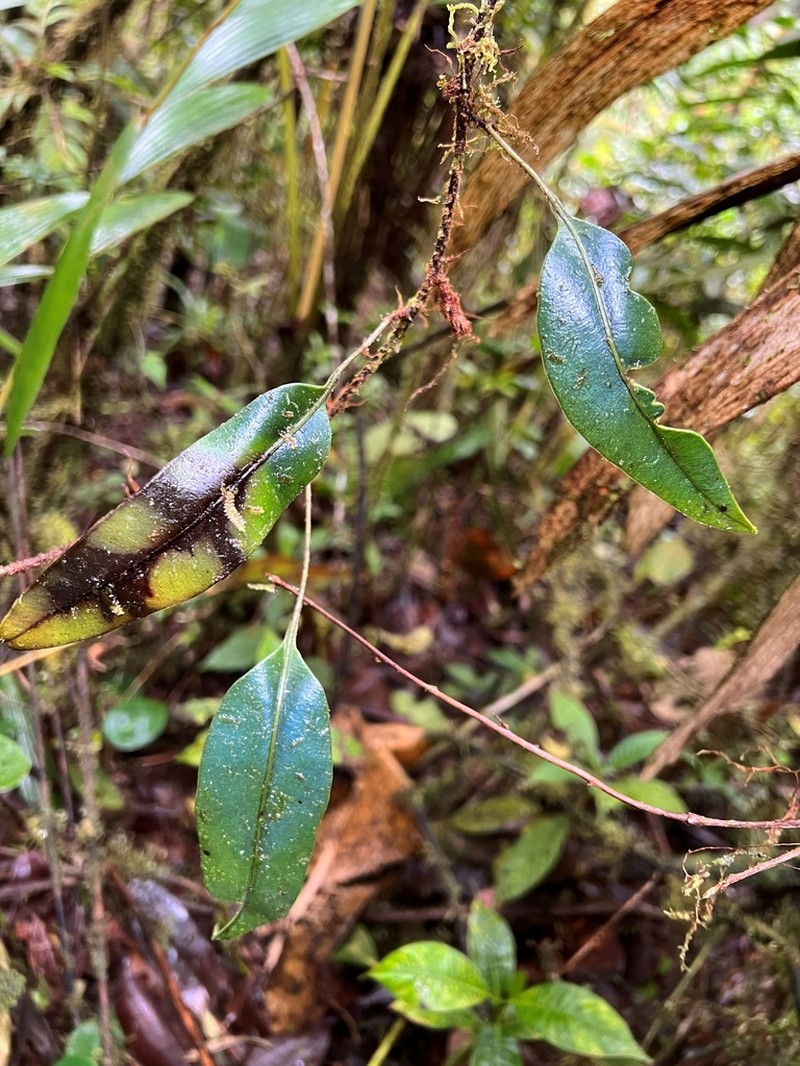 Elaphoglossum antioquianum photo 2
