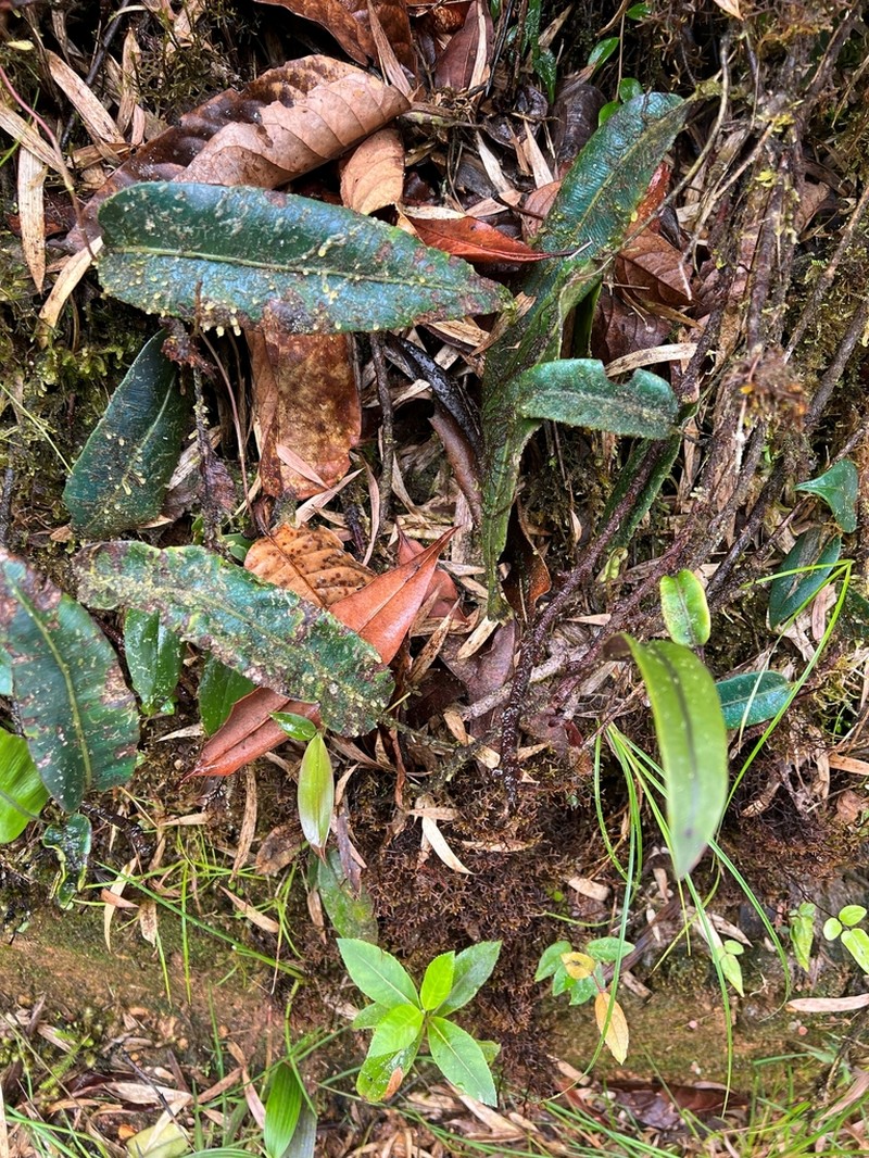 Elaphoglossum antioquianum photo 3