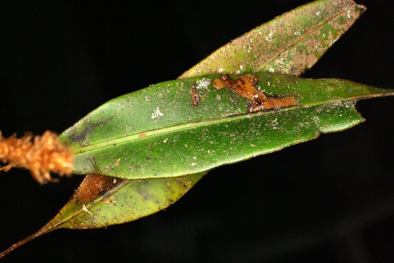 Elaphoglossum antioquianum photo 4