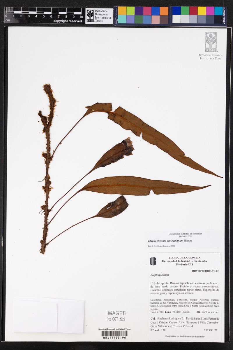 Elaphoglossum antioquianum photo 5