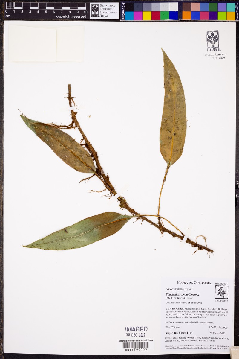 Elaphoglossum antioquianum photo 6
