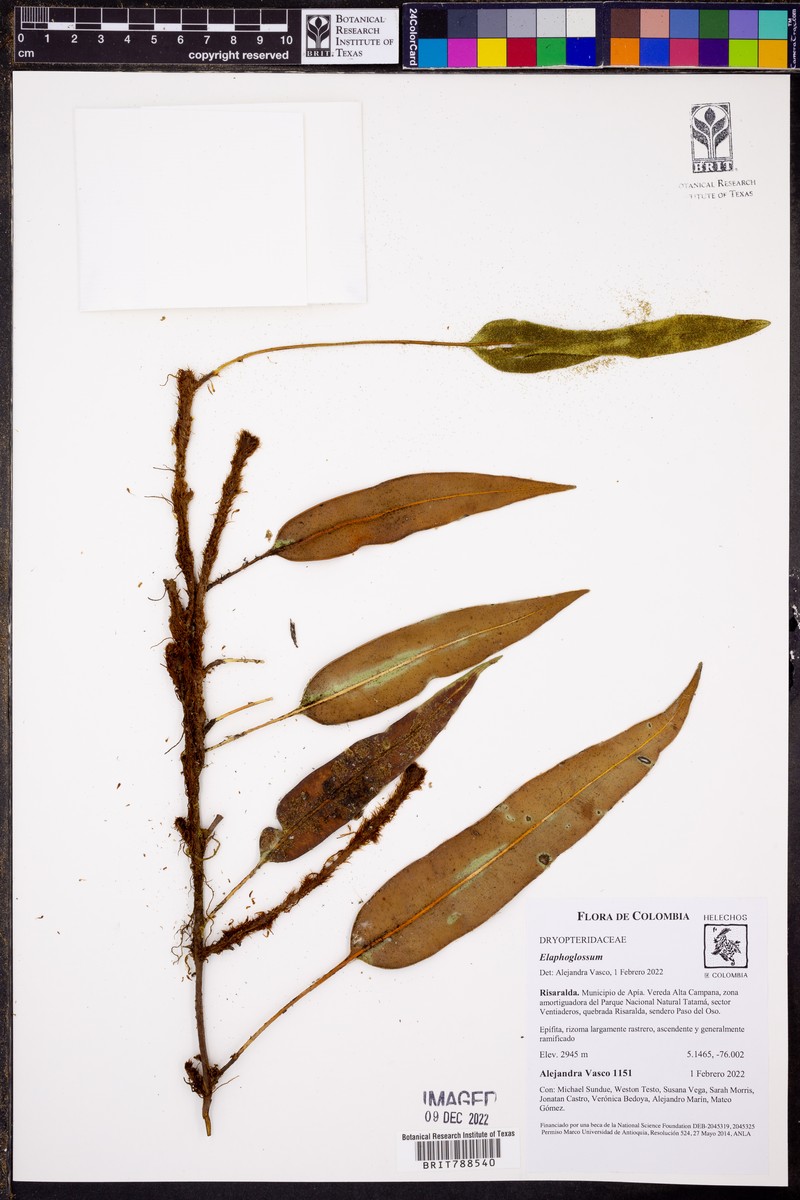 Elaphoglossum antioquianum photo 7