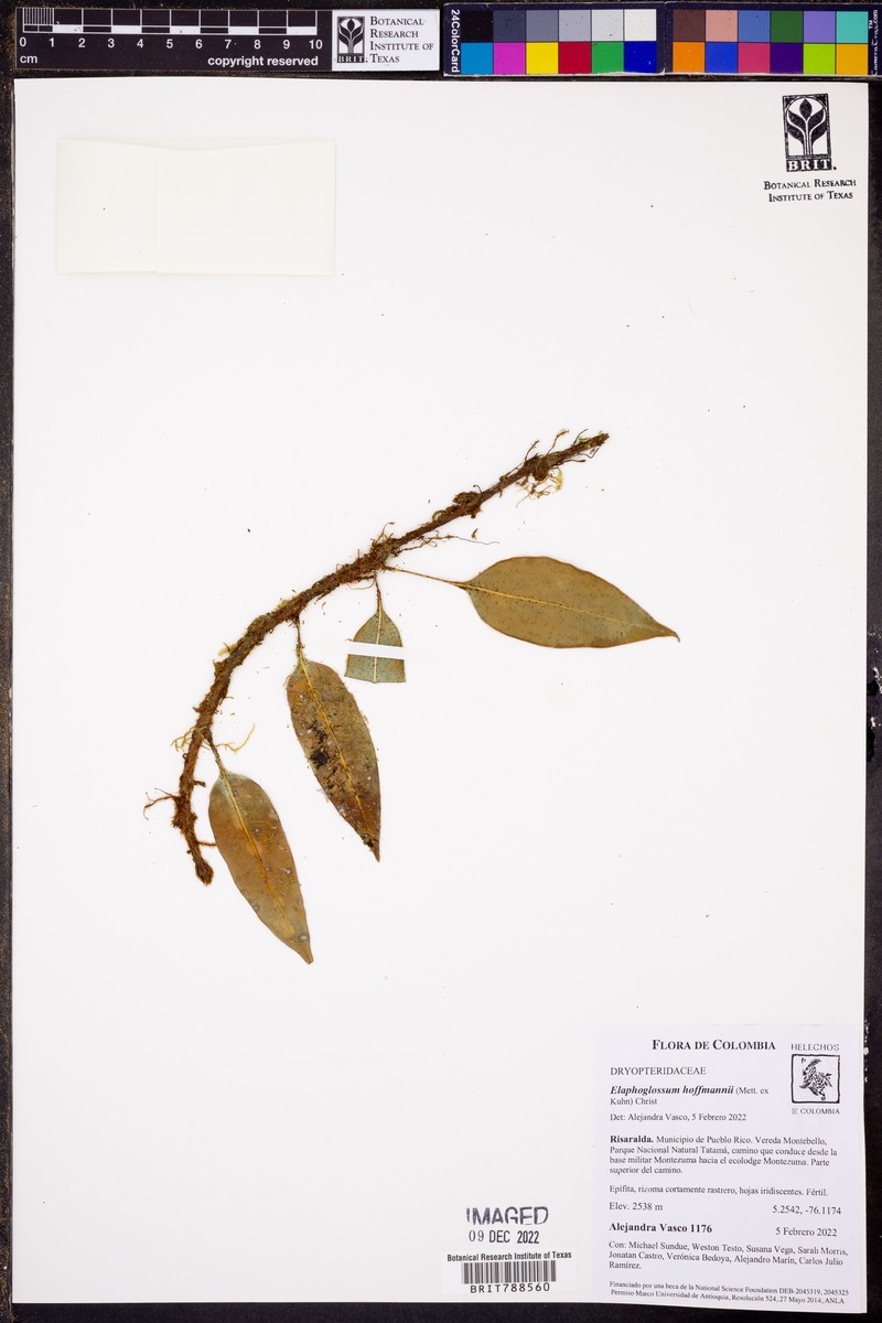 Elaphoglossum antioquianum photo 8
