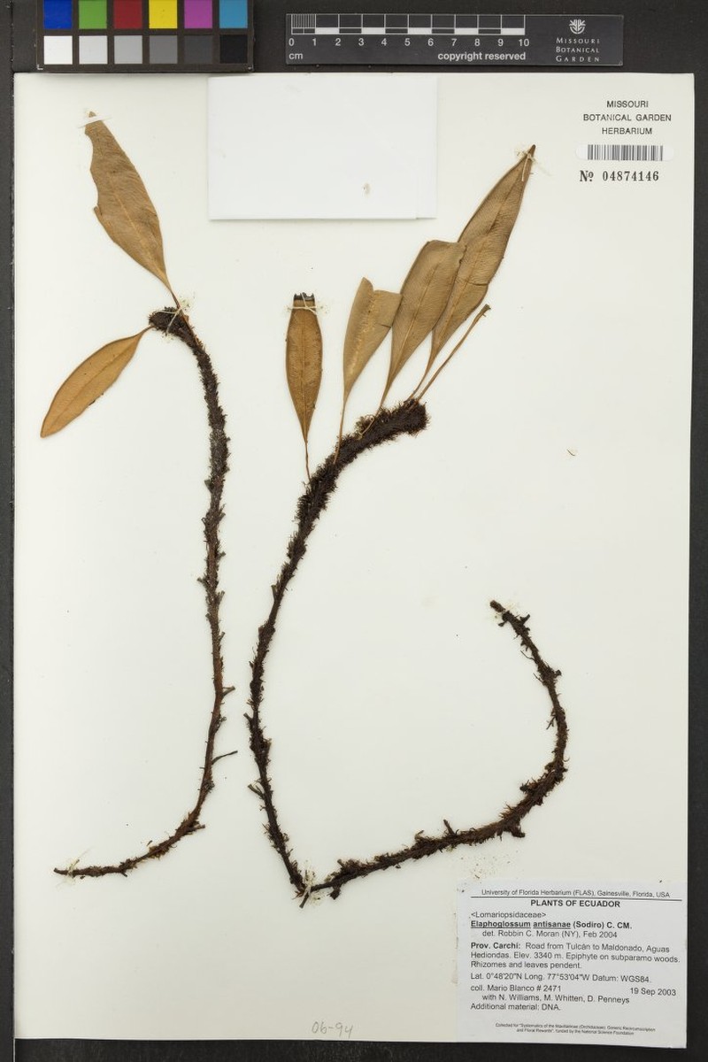 Elaphoglossum antisanae