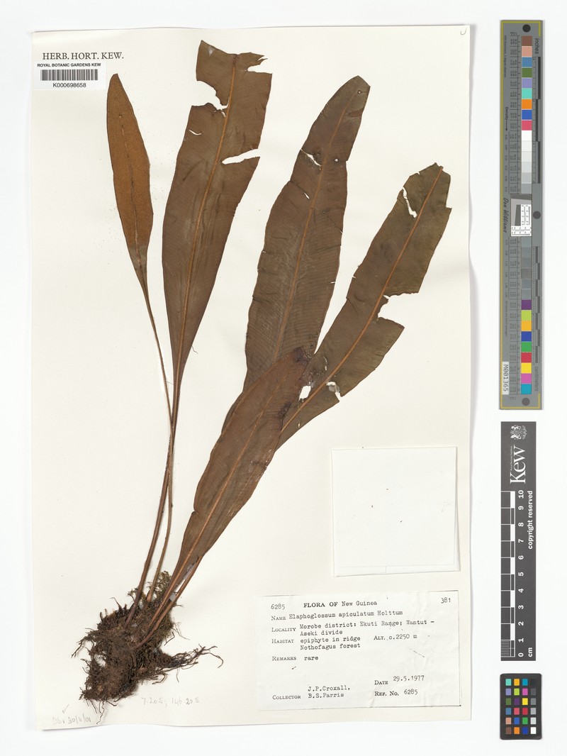 Elaphoglossum apiculatum
