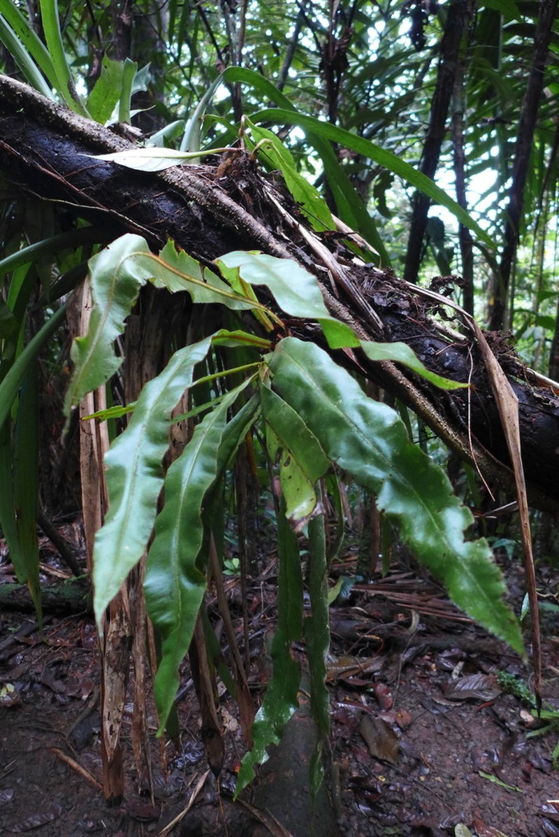 Caribbean Tonguefern