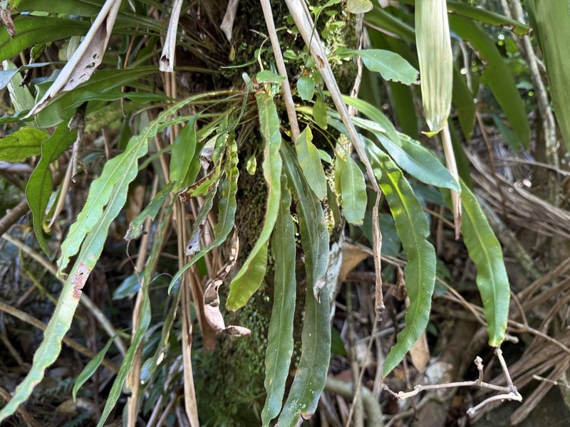 Caribbean Tonguefern photo 2
