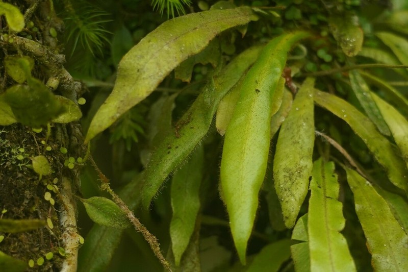 Caribbean Tonguefern photo 4